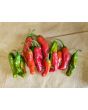 Pepper 'Shishito' Seeds (Certified Organic)