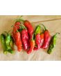 Pepper 'Shishito' Seeds (Certified Organic)