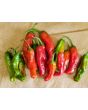 Pepper 'Shishito' Seeds (Certified Organic)