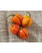 Hot Pepper ‘Trinidad Red Congo Habanero’ Seeds (Certified Organic)