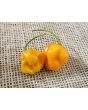 Hot Pepper ‘Roger's Giant Orange Habanero' Seeds (Certified Organic)