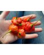 Hot Pepper ‘Balloon’ AKA ‘Bishop’s Crown’