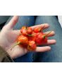 Hot Pepper ‘Balloon’ AKA ‘Bishop’s Crown’