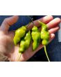 Hot Pepper ‘Green Trinidad Scorpion’ 