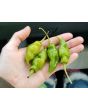 Hot Pepper ‘Green Trinidad Scorpion’ 
