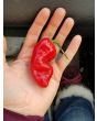 Hot Pepper ‘CGN 21500 x Isabela Island Galapagos Habanero' Seeds (Certified Organic)