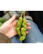 Hot Pepper ‘Yellow Peter’ Seeds (Certified Organic)
