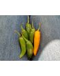 Hot Pepper ‘Orange Thai’ Seeds (Certified Organic)