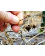 Morning Glory 'Split Personality' Seeds (Certified Organic)