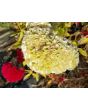 Cockscomb, Pink and White Mix Seeds (Certified Organic)