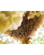 Cockscomb, Pink and White Mix Seeds (Certified Organic)