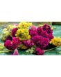 Cockscomb, Pink and White Mix Seeds (Certified Organic)