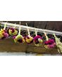 Cockscomb, Pink and White Mix Seeds (Certified Organic)