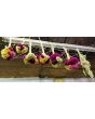 Cockscomb, Pink and White Mix Seeds (Certified Organic)