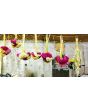Cockscomb, Pink and White Mix Seeds (Certified Organic)