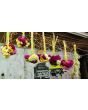 Cockscomb, Pink and White Mix Seeds (Certified Organic)