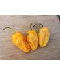 Hot Pepper ‘Lemon Reaper Cross’ (Aji Lemon x Carolina Reaper) Seeds (Certified Organic)