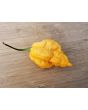 Hot Pepper 'Jay's Peach Ghost Scorpion' Seeds (Certified Organic)