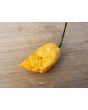 Hot Pepper 'Jay's Peach Ghost Scorpion' Seeds (Certified Organic)