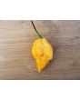 Hot Pepper 'Jay's Peach Ghost Scorpion' Seeds (Certified Organic)