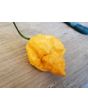 Hot Pepper 'Jay's Peach Ghost Scorpion' Seeds (Certified Organic)