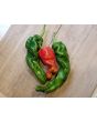 Hot Pepper ‘Hangjiao (HJ8) Total Eclipse Space Chili’ Seeds (Certified Organic)