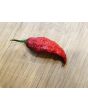 Hot Pepper 'Redgum Tiger MAMP x Chocolate Nagabrains' Seeds (Certified Organic)