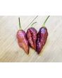 Hot Pepper ‘7 Pot Bubblegum (BBG7) Dream' Seeds (Certified Organic)
