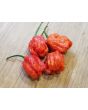 Hot Pepper ‘Dragon's Breath' Seeds (Certified Organic)