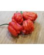 Hot Pepper ‘Dragon's Breath' Seeds (Certified Organic)