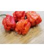 Hot Pepper ‘Dragon's Breath' Seeds (Certified Organic)