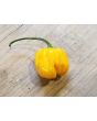 Hot Pepper 'Saco de Velho' Seeds (Certified Organic)
