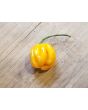 Hot Pepper 'Saco de Velho' Seeds (Certified Organic)