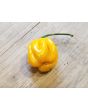 Hot Pepper 'Saco de Velho' Seeds (Certified Organic)