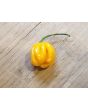 Hot Pepper 'Saco de Velho' Seeds (Certified Organic)