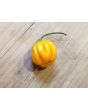 Hot Pepper 'Saco de Velho' Seeds (Certified Organic)