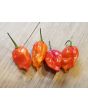 Hot Pepper ‘Zing’ Seeds (Certified Organic)