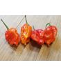 Hot Pepper ‘Zing’ Seeds (Certified Organic)