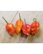 Hot Pepper ‘Zing’ Seeds (Certified Organic)