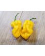 Hot Pepper ‘Bonda Mahala' Seeds (Certified Organic)