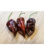 Hot Pepper ‘Chocolate Bhutlah' Seeds (Certified Organic)