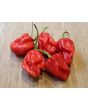 Hot Pepper 'Tiger Teeth x 7 Pot Bubblegum (BBG7)' Seeds (Certified Organic)