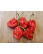Hot Pepper 'Tiger Teeth x 7 Pot Bubblegum (BBG7)' Seeds (Certified Organic)