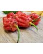 Hot Pepper 'Tiger Teeth x 7 Pot Bubblegum (BBG7)' Seeds (Certified Organic)