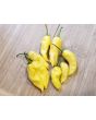 Hot Pepper ‘White Devil's Tongue’ Seeds (Certified Organic)