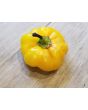 Sweet Pepper ‘Paradicsum Alaku Sarga Szentes’ Seeds (Certified Organic)