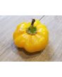 Sweet Pepper ‘Paradicsum Alaku Sarga Szentes’ Seeds (Certified Organic)