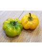Sweet Pepper ‘Paradicsum Alaku Sarga Szentes’ Seeds (Certified Organic)