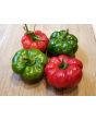 Sweet Pepper 'Liebesapfel' aka 'Love Apple' Seeds (Certified Organic)
