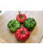 Sweet Pepper 'Liebesapfel' aka 'Love Apple' Seeds (Certified Organic)